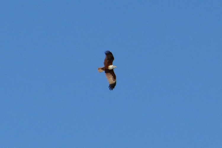 Áramütés után felgyógyult rétisast engedtek vissza a természetbe