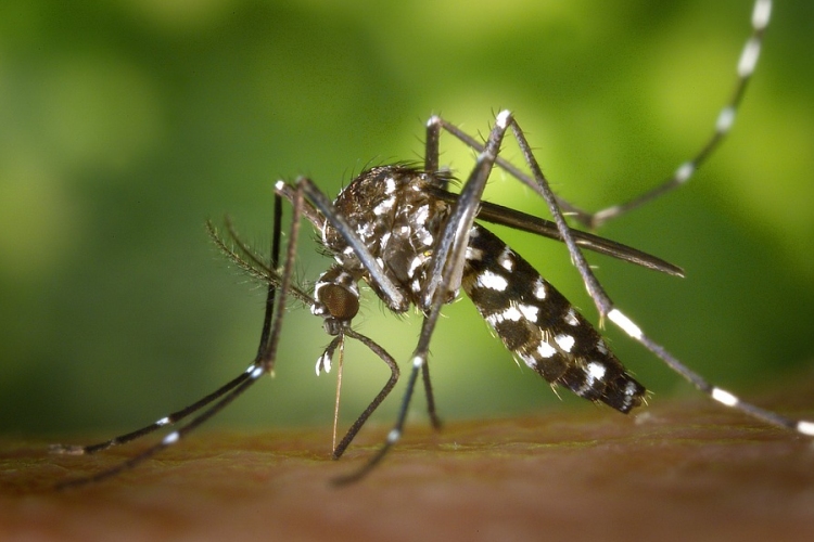 Ismét a lakosság segítségét kérik a kutatók a tigrisszúnyogok felmérésében 