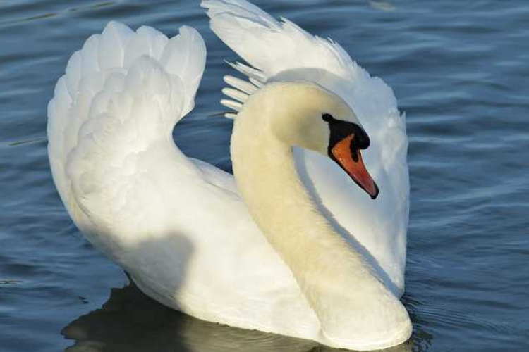 Nem szabad etetni a vízimadarakat
