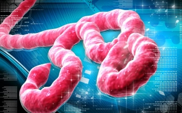 Egyre valószínűbb, hogy az ebola Európát is eléri