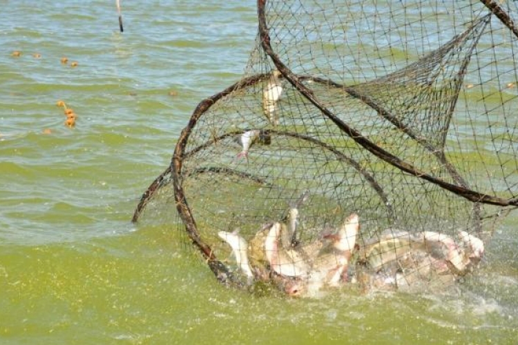 Felértékelődik a horgászat és a halgazdálkodás