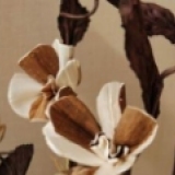 Hauser-virág - Örökvirág - Favirág