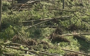 Mintegy 23 ezer köbméter fát döntött ki a vihar a Bükkben és a Mátrában