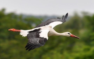 Egyiptomban kémnek véltek egy magyar jeladós gólyát