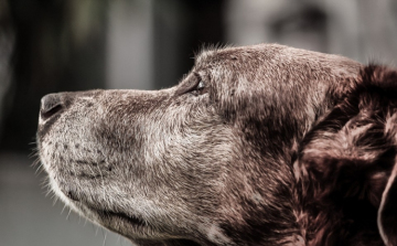 Magyar kutatók a kutyák szemkontaktusra való hajlamát vizsgálták