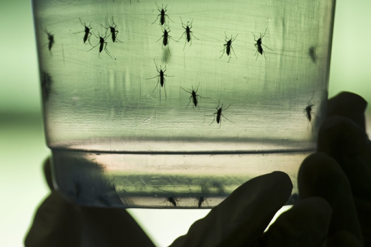 Először figyelték meg kutatók, miként károsítja a magzat agyát a zikavírus